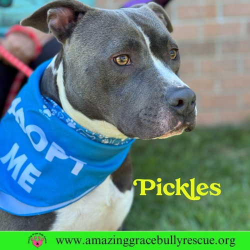 picture of the dog needing adoption