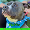 Pickles - Photo 3