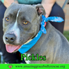 Pickles - Photo 4