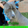Pickles - Photo 5