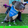 Pickles - Photo 6