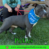 Pickles - Photo 7