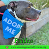 Pickles - Photo 8