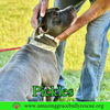 Pickles - Photo 9