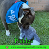 Pickles - Photo 10