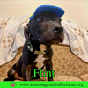 Flint - Photo 1