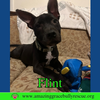 Flint - Photo 4