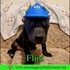 Flint - Photo 5