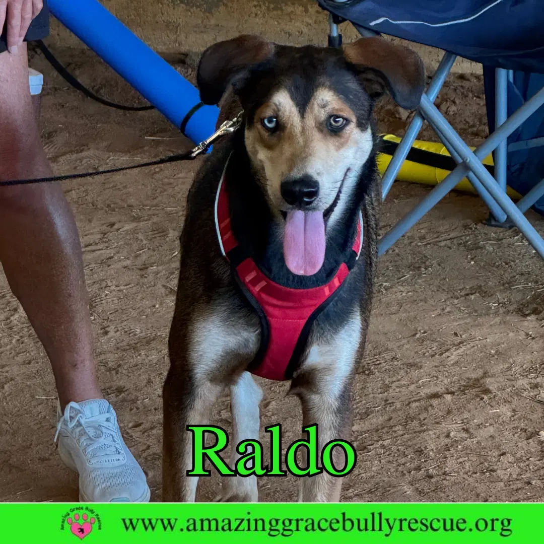 Raldo - Shepherd