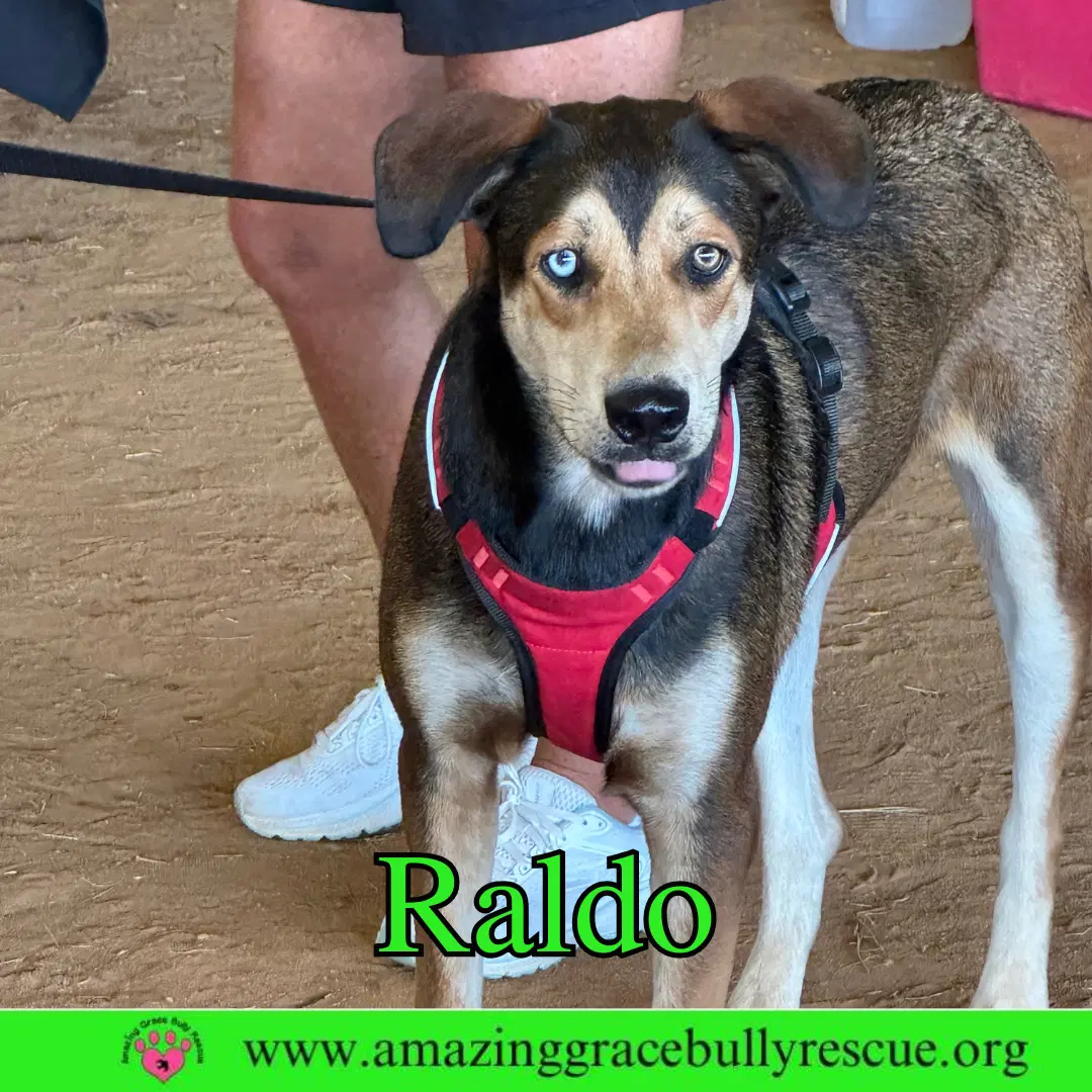 Raldo image 2
