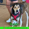 Raldo - Photo 2