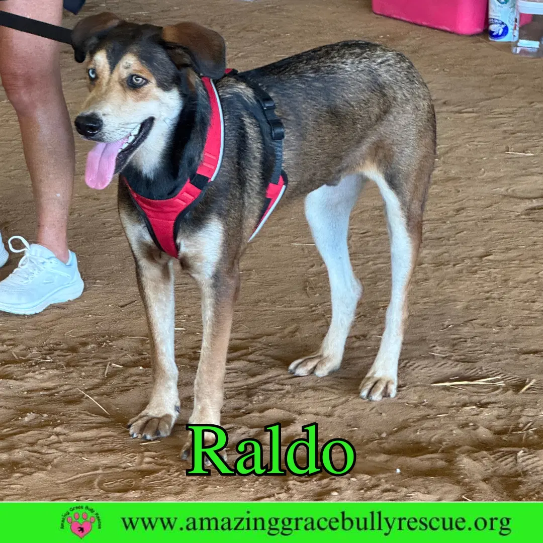 Raldo image 3