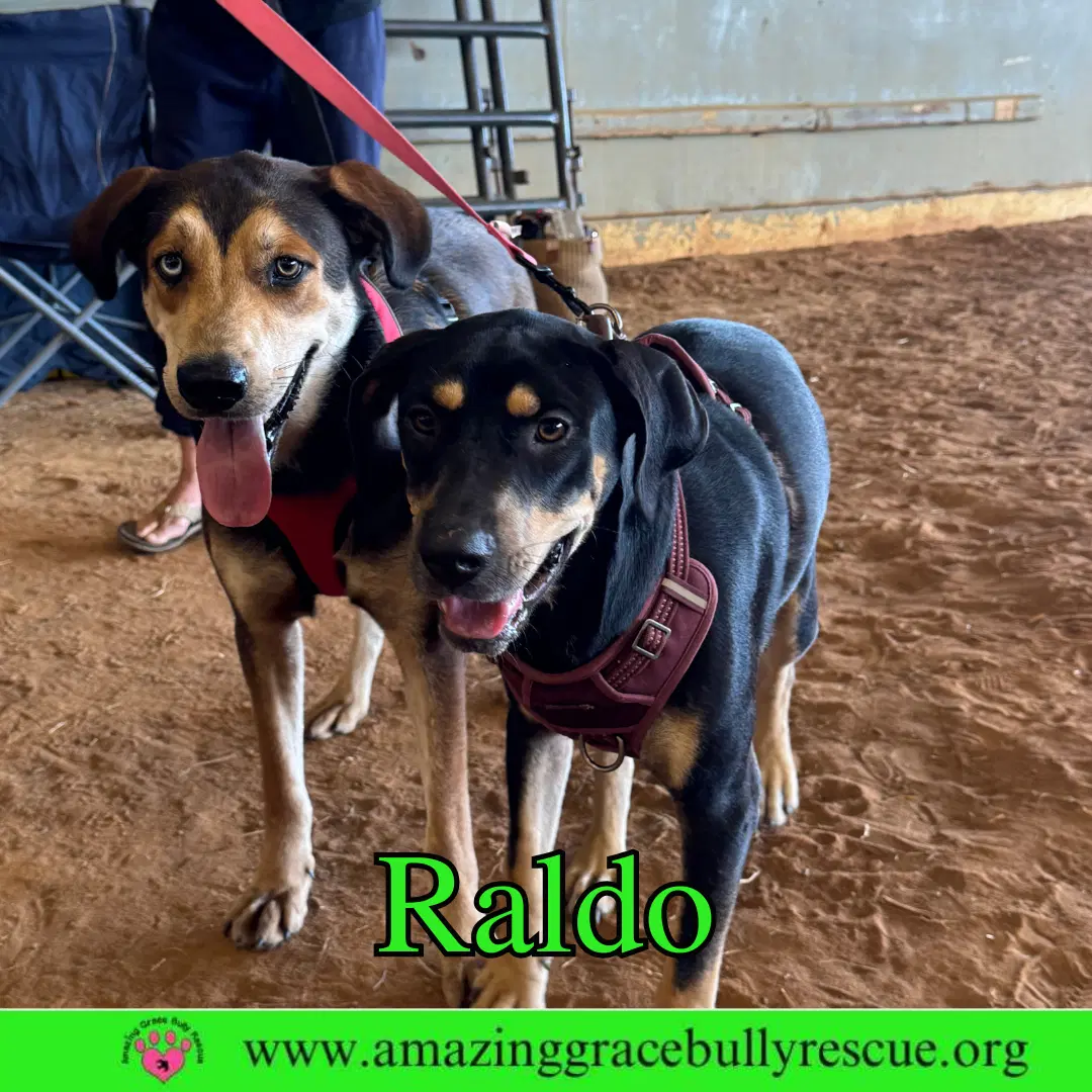 Raldo image 4