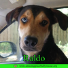 Raldo - Photo 6