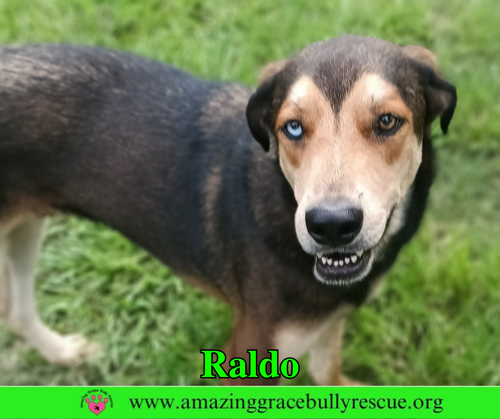 Raldo, an adoptable dog