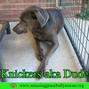 Knickers aka Dude aka "Henry" - Photo 7