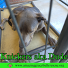 Knickers aka Dude aka "Henry" - Photo 8