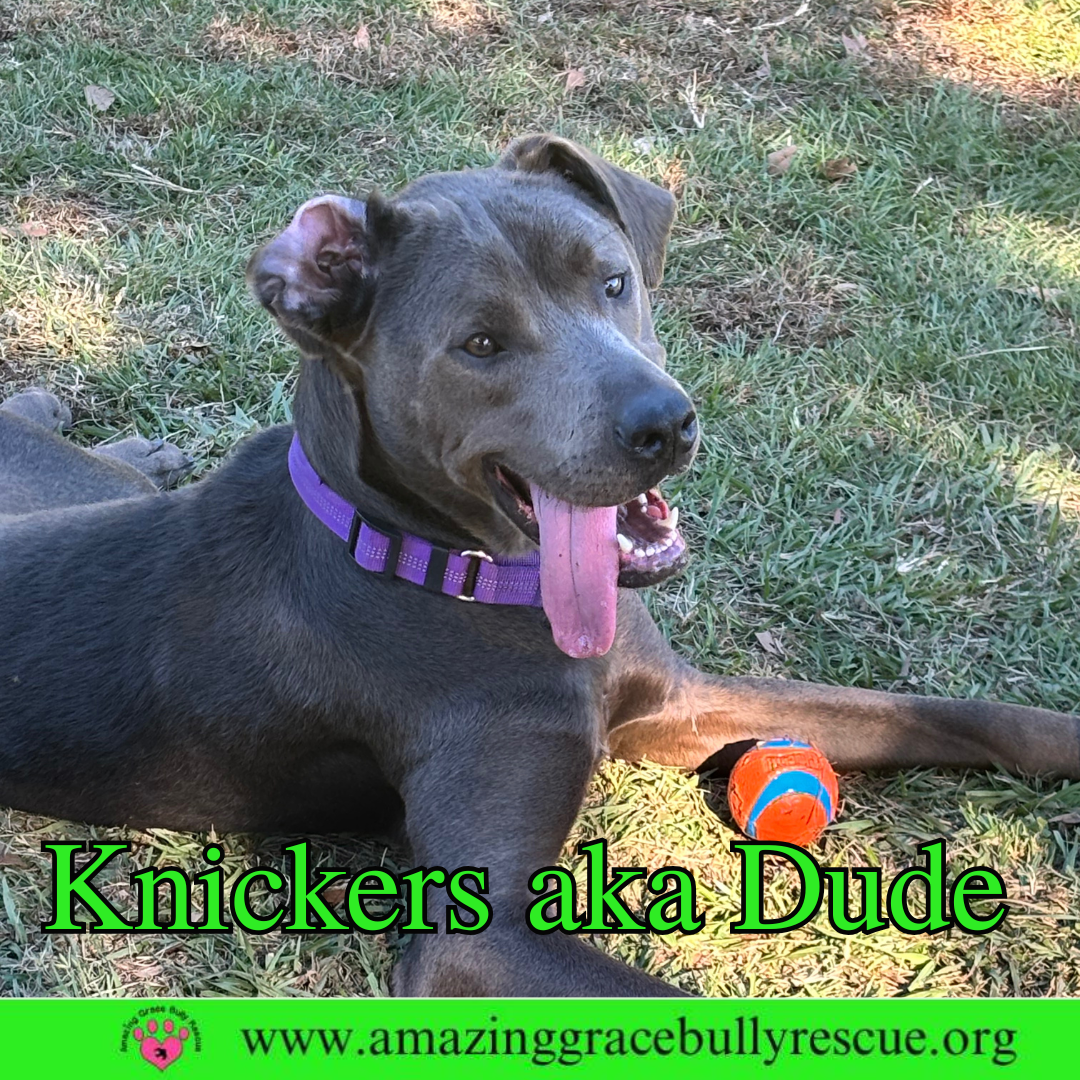 Knickers aka Dude aka "Henry" Image