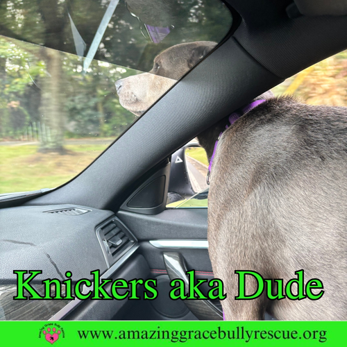 KNICKERS AKA DUDE AKA "HENRY" - Labrador Retriever available for adoption