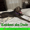 Knickers aka Dude aka "Henry" - Photo 4