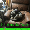 Knickers aka Dude aka "Henry" - Photo 5