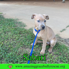 Sarabi - Photo 18