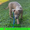Sarabi - Photo 20