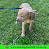 Sarabi - Photo 21