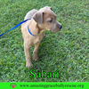 Sarabi - Photo 22