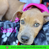Sarabi - Photo 7