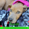 Sarabi - Photo 8