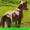 Sarabi - Photo 9