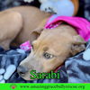 Sarabi - Photo 10