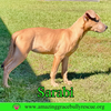Sarabi - Photo 11