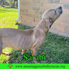 Sarabi - Photo 12