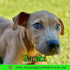 Sarabi - Photo 14