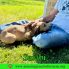 Sarabi - Photo 13