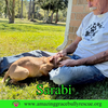 Sarabi - Photo 15