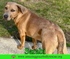 Sarabi - Photo 6