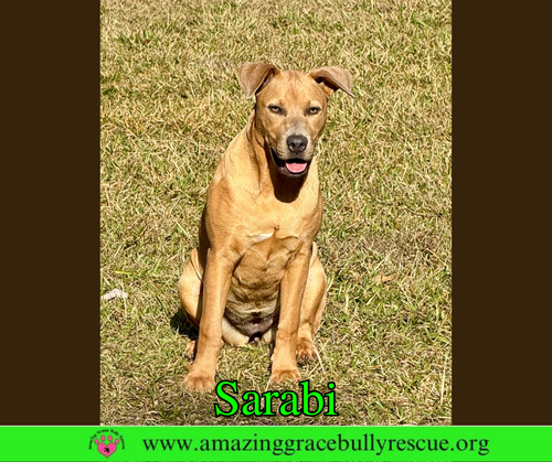 SARABI - Labrador Retriever / Bulldog available for adoption