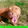 Dingo - Photo 1