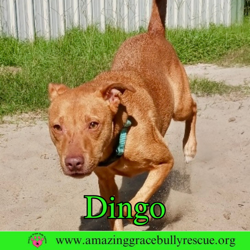 DINGO - American Pit Bull Terrier available for adoption