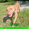 Dingo - Photo 3