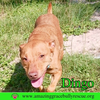 Dingo - Photo 4