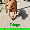 Dingo - Photo 5