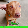Dingo - Photo 6