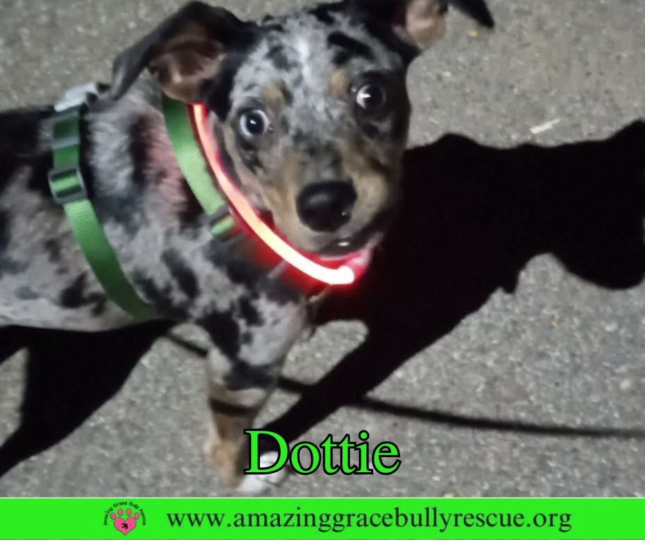 Dottie Image