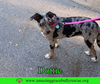 Dottie - Photo 2