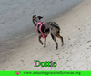 Dottie