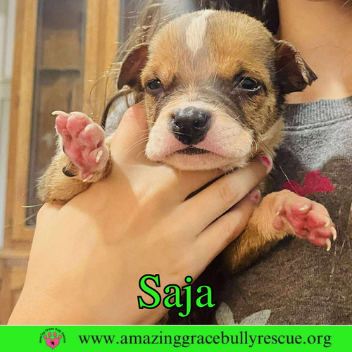 picture of the dog needing adoption